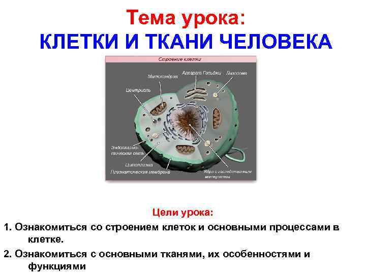 Тема урока: КЛЕТКИ И ТКАНИ ЧЕЛОВЕКА Цели урока: 1. Ознакомиться со строением клеток и