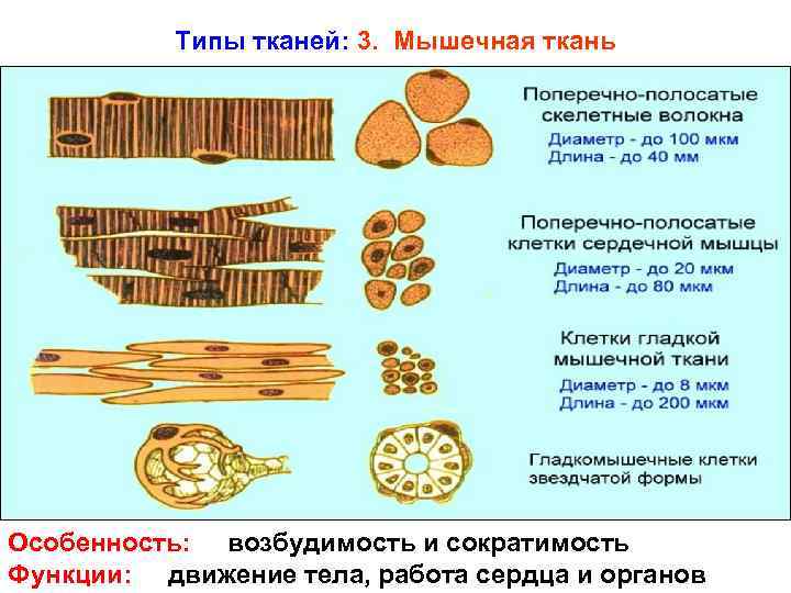 Типы тканей: 3. Мышечная ткань Особенность: возбудимость и сократимость Функции: движение тела, работа сердца