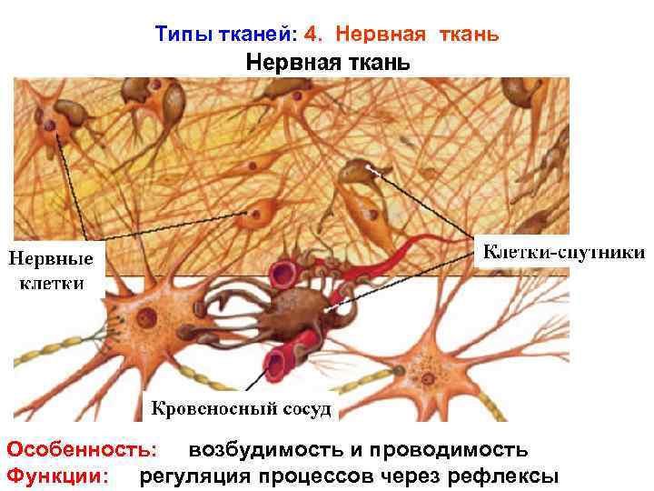 Типы тканей: 4. Нервная ткань Особенность: возбудимость и проводимость Функции: регуляция процессов через рефлексы