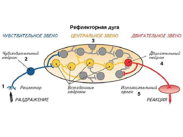 Рефлекторная дуга 3 2 4 1 5 