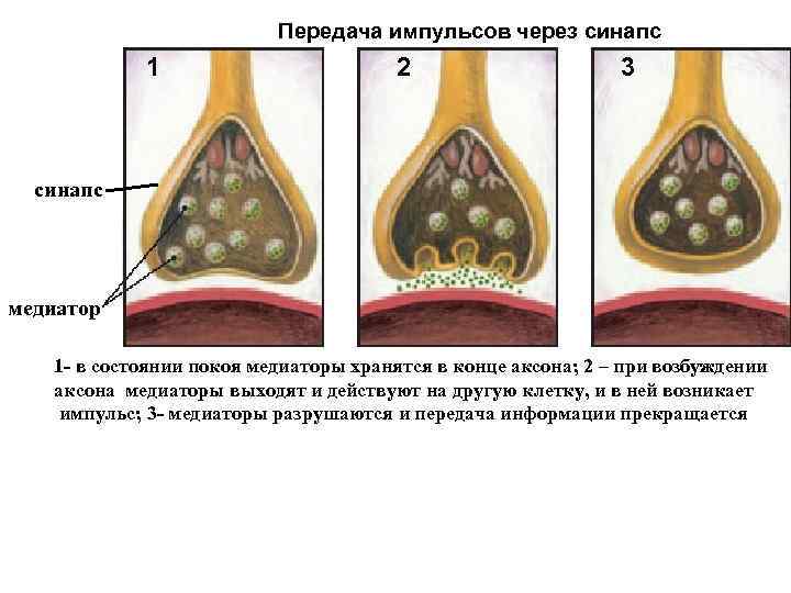 Передача импульсов через синапс 1 2 3 синапс медиатор 1 - в состоянии покоя