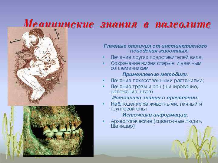 Медицинские знания в палеолите Главные отличия от инстинктивного поведения животных: • Лечение других представителей