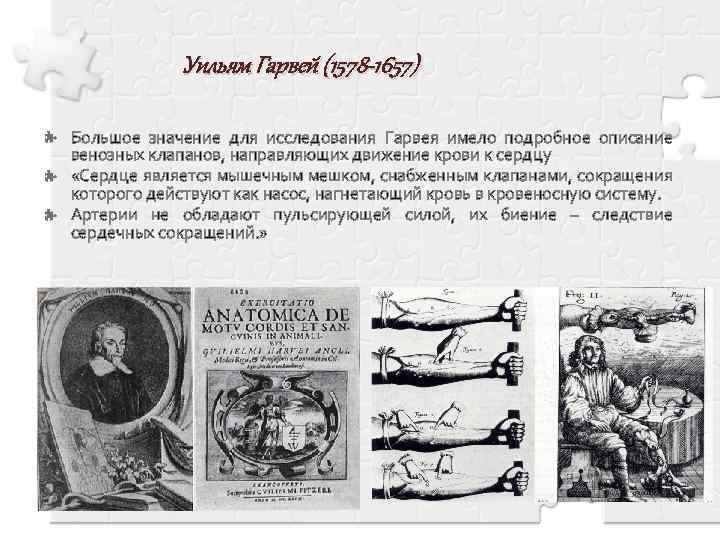 Уильям Гарвей (1578 -1657) Большое значение для исследования Гарвея имело подробное описание венозных клапанов,