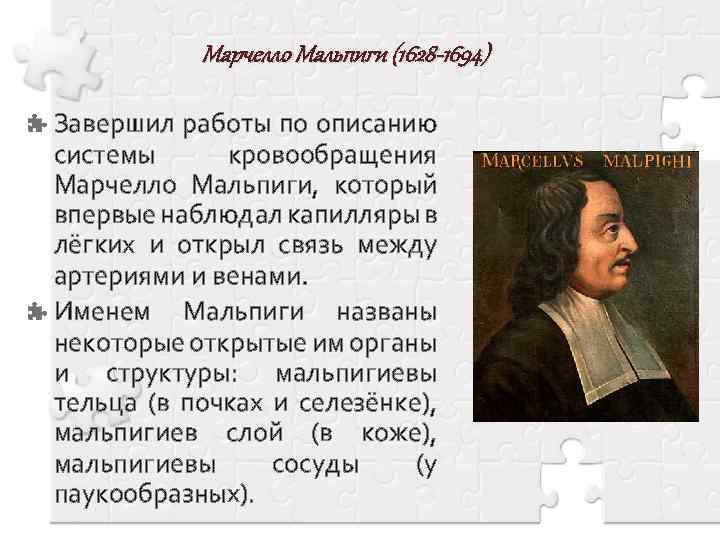 Марчелло Мальпиги (1628 -1694) Завершил работы по описанию системы кровообращения Марчелло Мальпиги, который впервые