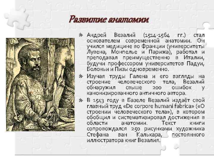 Везалий открытия. Везалий вклад в анатомию. Андреас Везалий вклад. Андрей Везалий вклад в биологию. Основоположник анатомии Везалий.