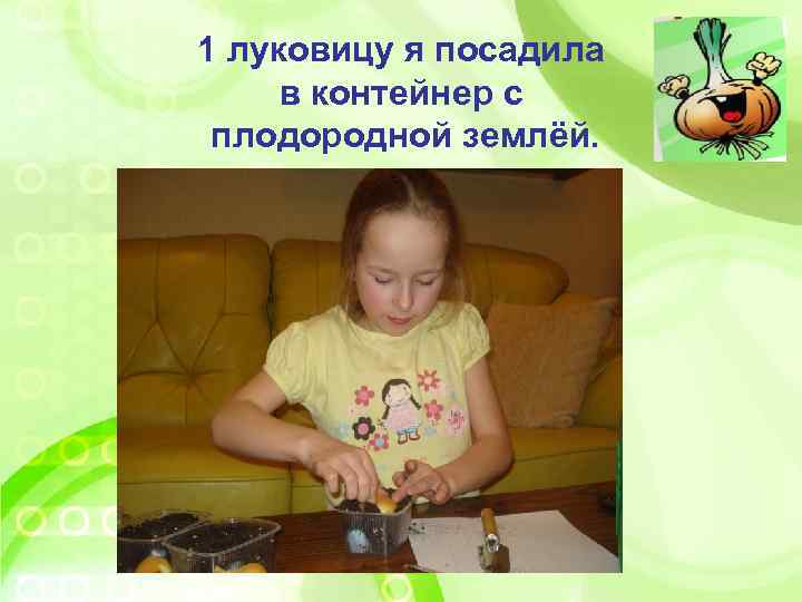 1 луковицу я посадила в контейнер с плодородной землёй. 