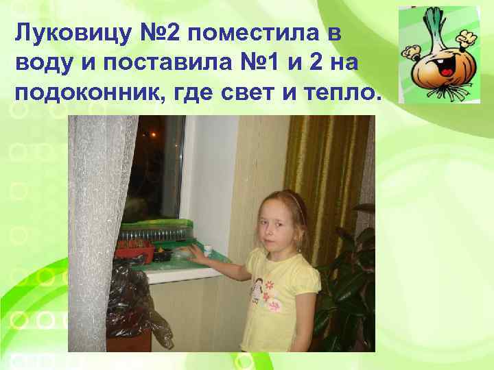 Луковицу № 2 поместила в воду и поставила № 1 и 2 на подоконник,
