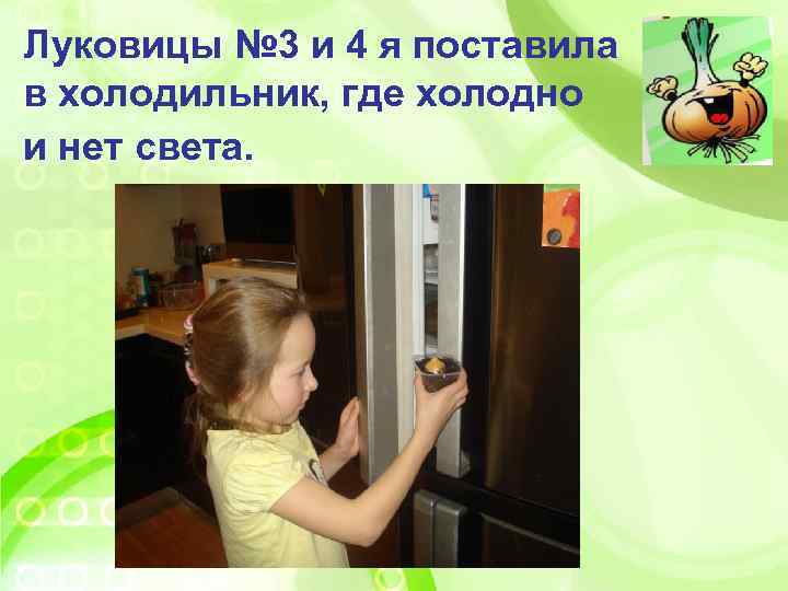 Луковицы № 3 и 4 я поставила в холодильник, где холодно и нет света.