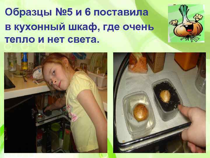 Образцы № 5 и 6 поставила в кухонный шкаф, где очень тепло и нет