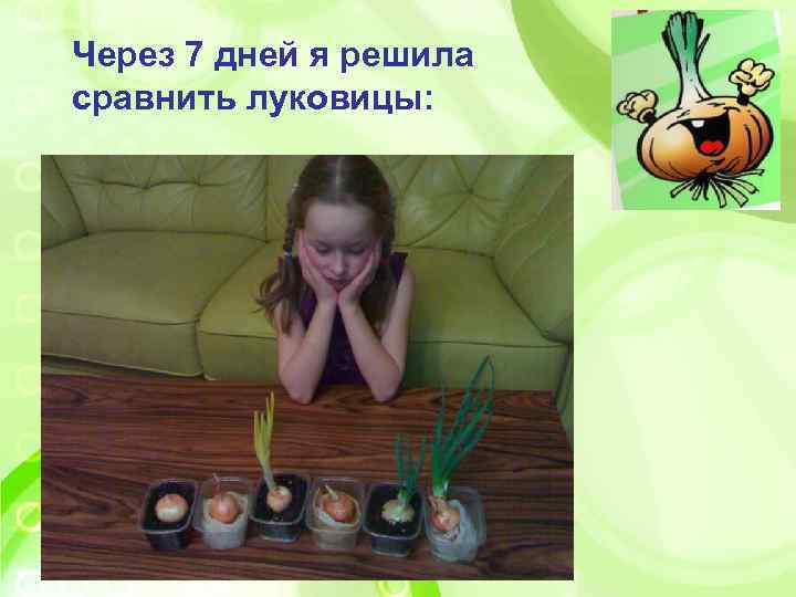 Через 7 дней я решила сравнить луковицы: 