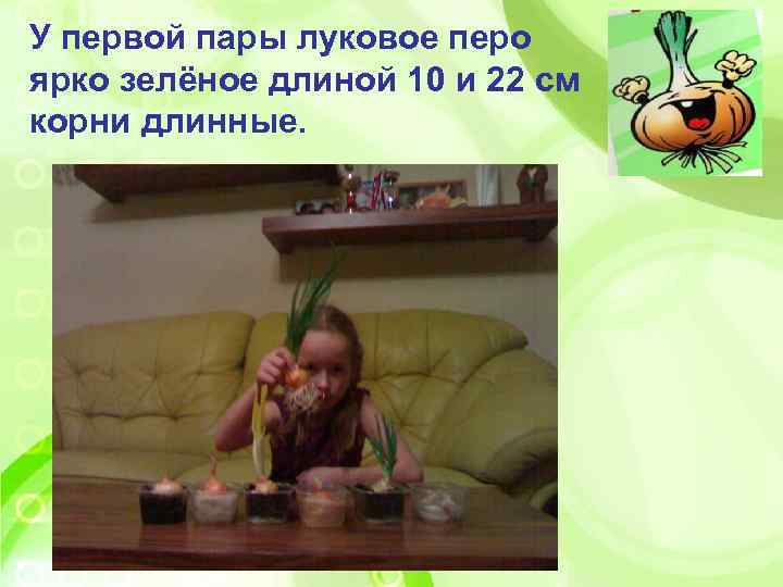 У первой пары луковое перо ярко зелёное длиной 10 и 22 см корни длинные.