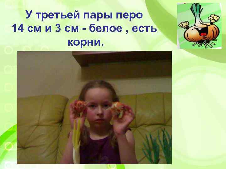 У третьей пары перо 14 см и 3 см - белое , есть корни.