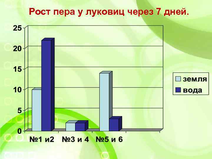 Рост пера у луковиц через 7 дней. 