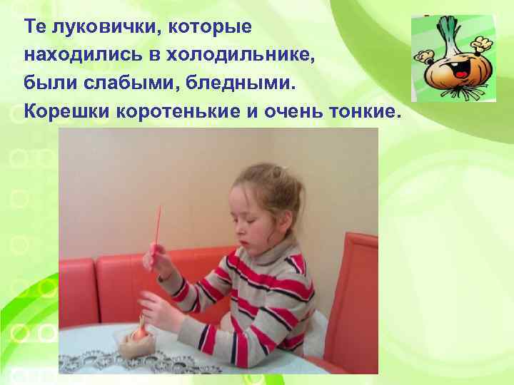 Те луковички, которые находились в холодильнике, были слабыми, бледными. Корешки коротенькие и очень тонкие.