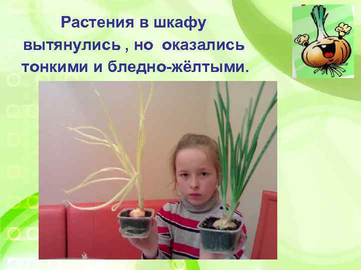 Растения в шкафу вытянулись , но оказались тонкими и бледно-жёлтыми. 