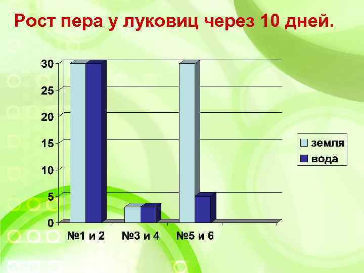 Рост пера у луковиц через 10 дней. 