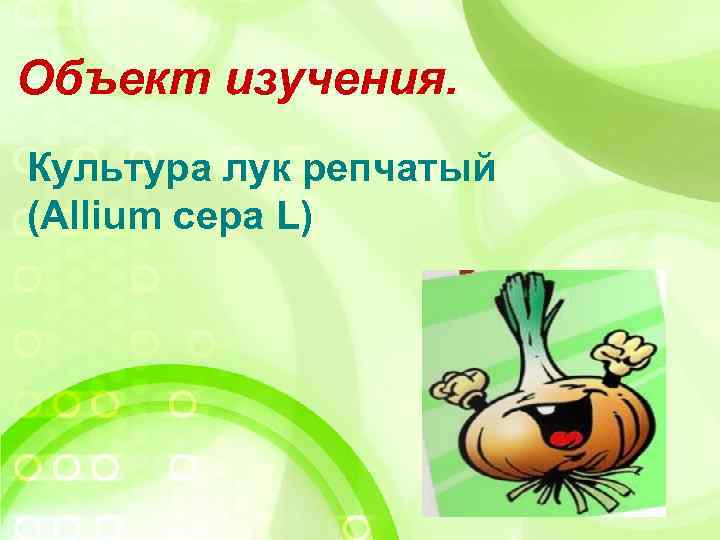 Объект изучения. Культура лук репчатый (Allium сера L) 