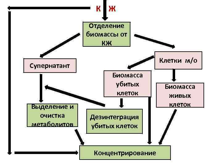 Принципиальная схема биотехнологического производства