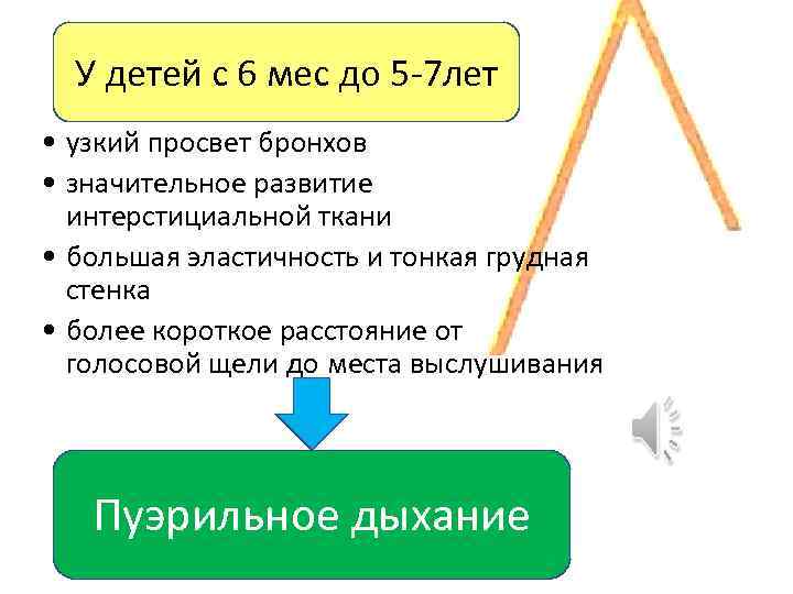 У детей с 6 мес до 5 -7 лет • узкий просвет бронхов •