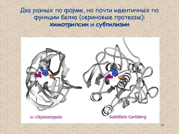 Два разных по форме, но почти идентичных по функции белка (сериновые протеазы): химотрипсин и