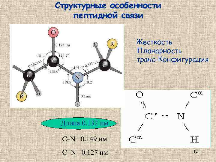 Структурные особенности пептидной связи Жесткость Планарность транс-Конфигурация Длина 0. 132 нм С-N 0. 149