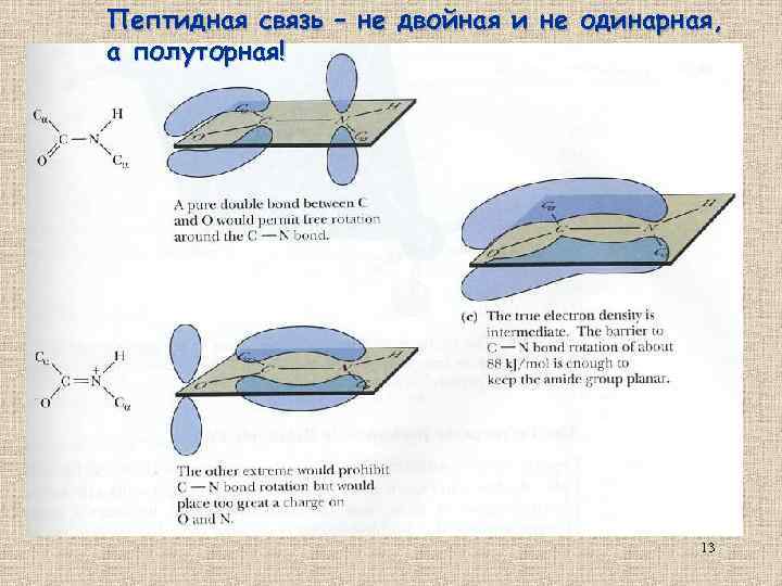 Пептидная связь – не двойная и не одинарная, а полуторная! 13 