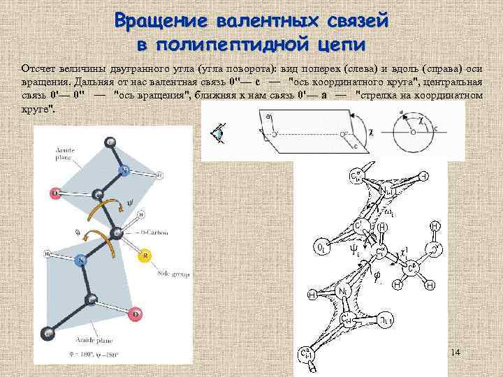 Вращение валентных связей в полипептидной цепи Отсчет величины двугранного угла (угла поворота): вид поперек