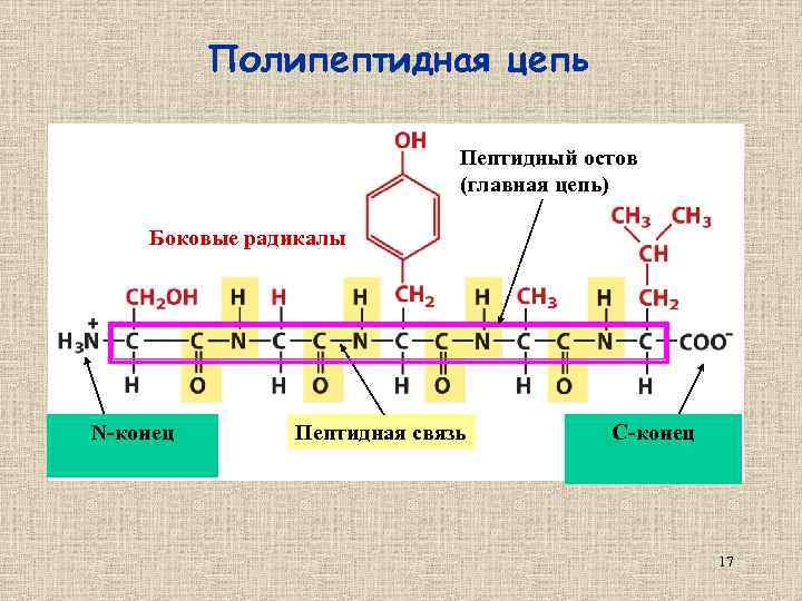 Полипептидная цепь Пептидный остов (главная цепь) Боковые радикалы N-конец Пептидная связь C-конец 17 