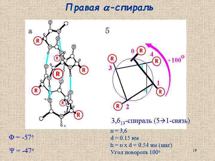 Правая -спираль 3, 613 -спираль (5 1 -связь) Φ = -57 о Ψ =