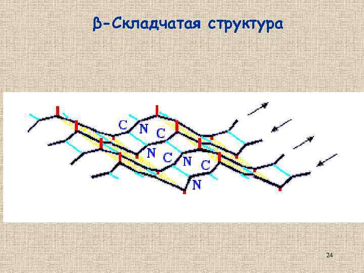 β-Складчатая структура 24 