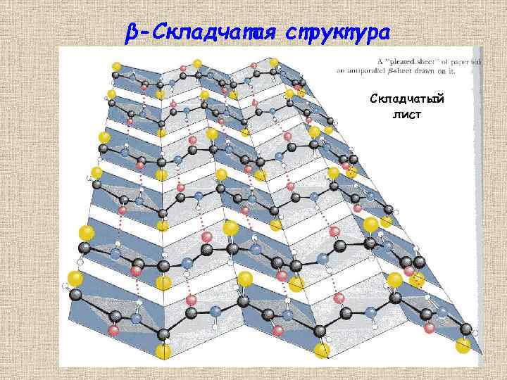 β-Складчатая структура Складчатый лист 25 