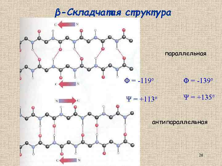 β-Складчатая структура параллельная Φ = -119 о Φ = -139 о Ψ = +113