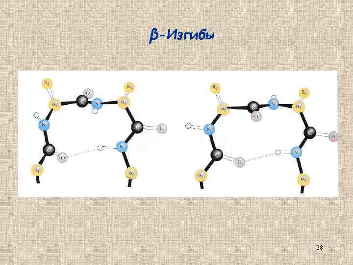 β-Изгибы 28 