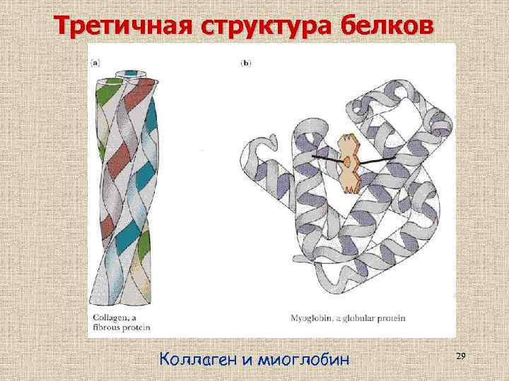 Третичная структура белков Коллаген и миоглобин 29 