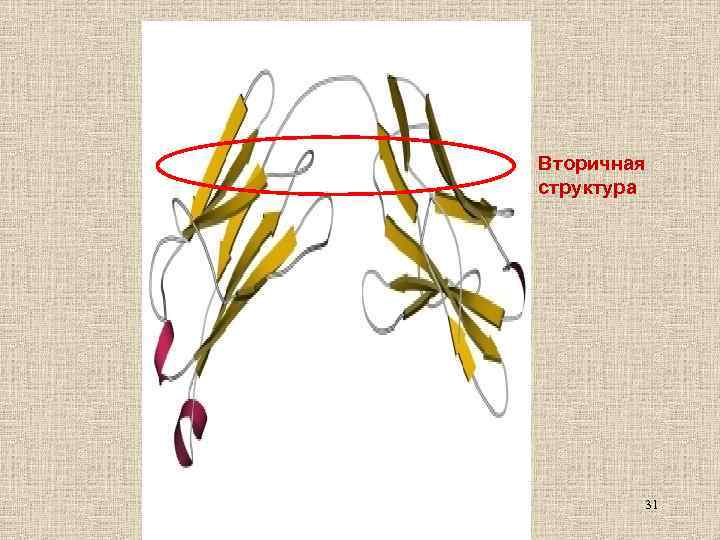 Вторичная структура 31 