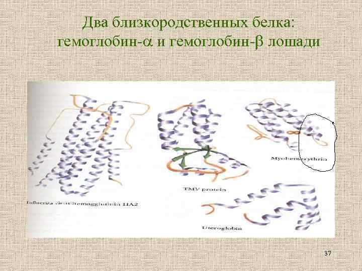 Два близкородственных белка: гемоглобин- и гемоглобин- лошади 37 