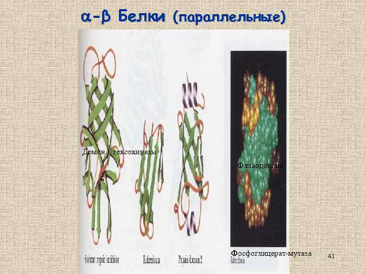  -β Белки (параллельные) Домен 1 гексокиназы Флаводоксин Фосфоглицерат-мутаза 41 