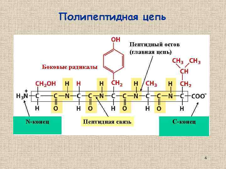 Полипептидная цепь Пептидный остов (главная цепь) Боковые радикалы N-конец Пептидная связь C-конец 4 