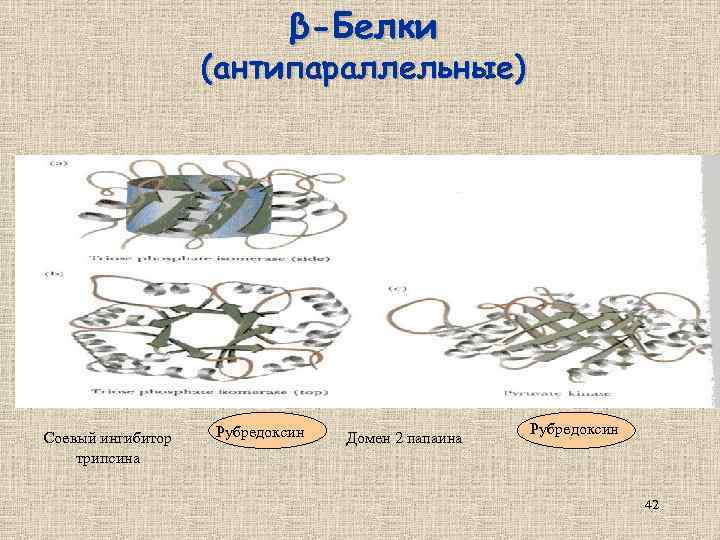 β-Белки (антипараллельные) Соевый ингибитор трипсина Рубредоксин Домен 2 папаина Рубредоксин 42 