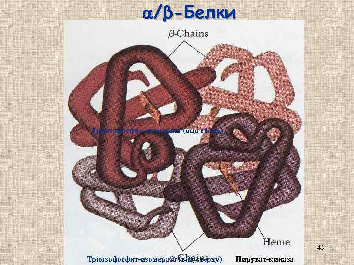  /β-Белки Триозофосфат-изомераза (вид сбоку) 43 Триозофосфат-изомераза (вид сверху) Пируват-киназа 