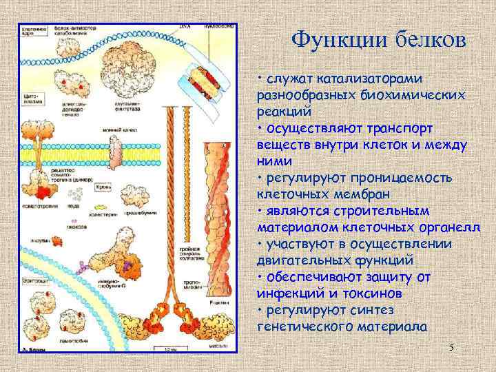 Функции белков • служат катализаторами разнообразных биохимических реакций • осуществляют транспорт веществ внутри клеток