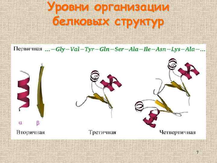 Уровни организации белковых структур 7 