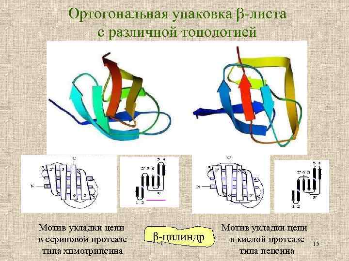 Ортогональная упаковка -листа с различной топологией Мотив укладки цепи в сериновой протеазе типа химотрипсина