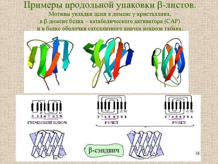 Примеры продольной упаковки -листов. Мотивы укладки цепи в домене -кристаллина, в β-домене белка –