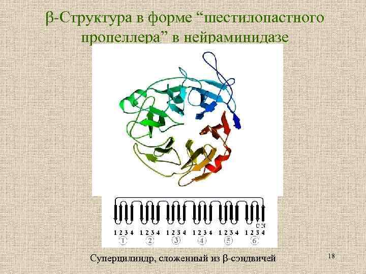  -Cтруктура в форме “шестилопастного пропеллера” в нейраминидазе Суперцилиндр, сложенный из β-сэндвичей 18 