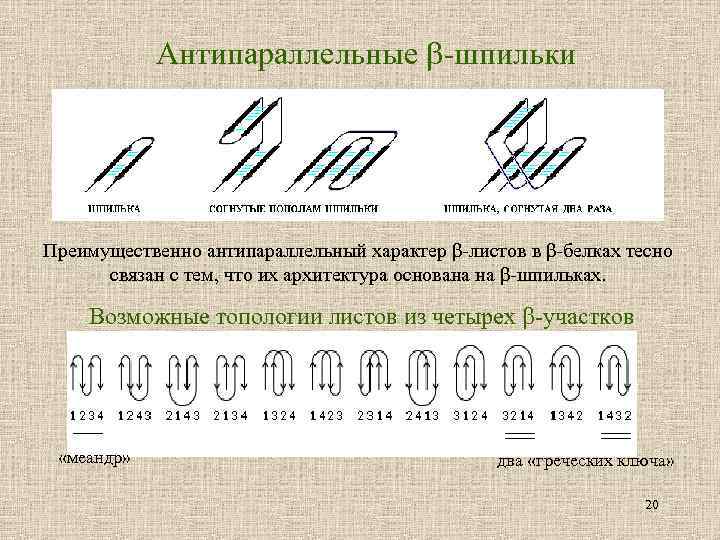 Антипараллельные -шпильки Преимущественно антипараллельный характер β-листов в β-белках тесно связан с тем, что их