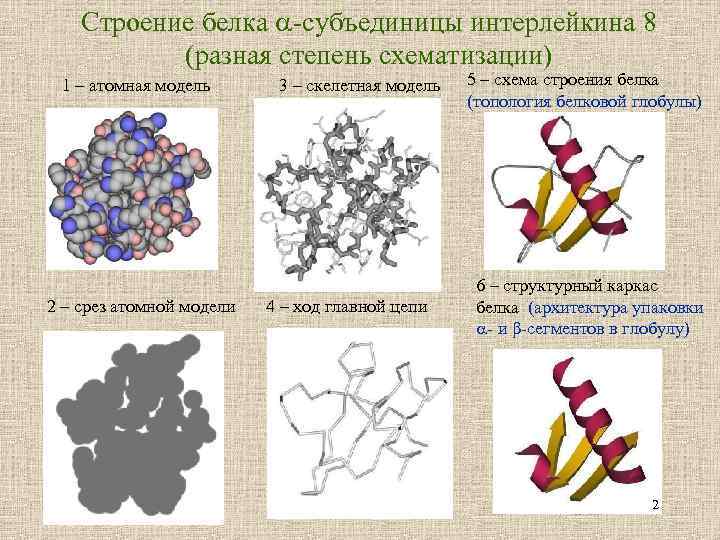 Строение белка -субъединицы интерлейкина 8 (разная степень схематизации) 1 – атомная модель 2 –