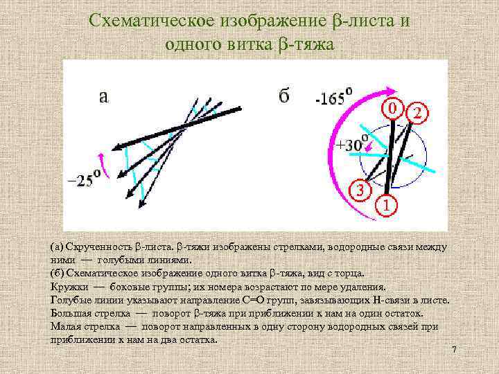 Схематическое изображение -листа и одного витка -тяжа (а) Скрученность -листа. -тяжи изображены стрелками, водородные