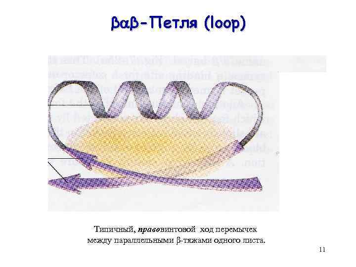 β β-Петля (loop) Типичный, правовинтовой ход перемычек между параллельными β-тяжами одного листа. 11 