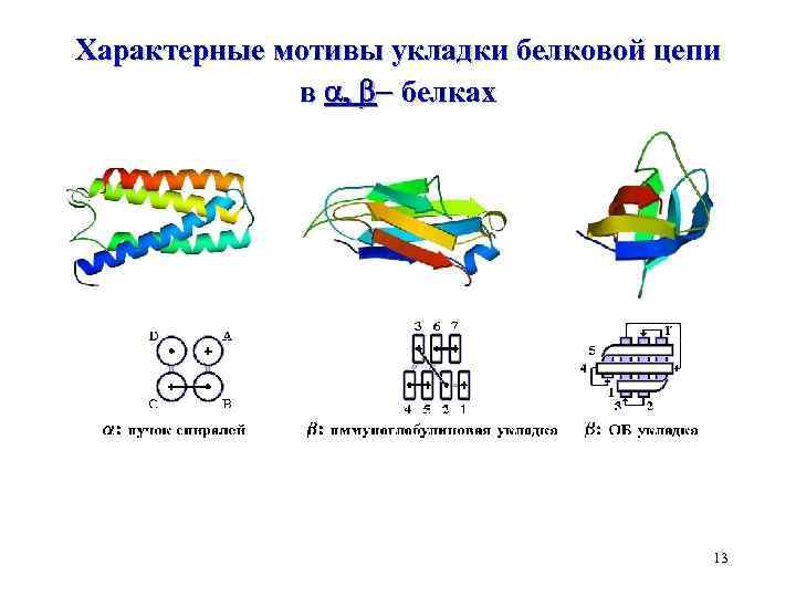 Характерные мотивы укладки белковой цепи в , - белках 13 